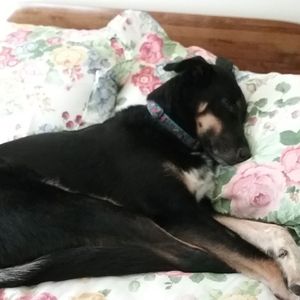 Meet your Posher, Patty